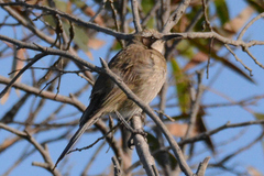 Gliciphila melanops
