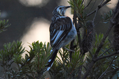 Anthochaera paradoxa