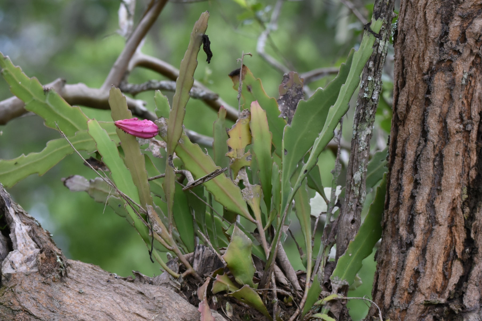 Epiphyllum phyllanthus