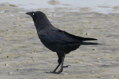 Corvus tasmanicus