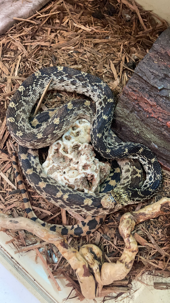 Mexican Bull Snake from Lesterville on August 26, 2023 at 02:23 PM by ...