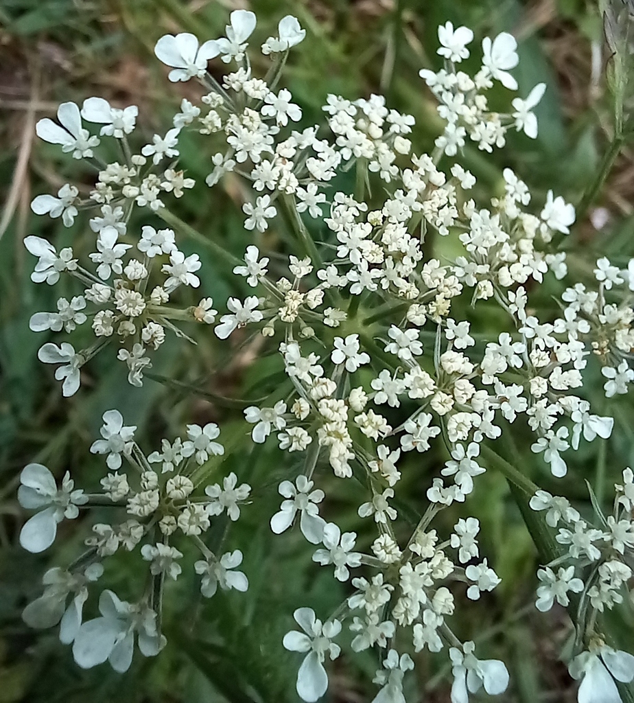 Wild Carrot From Hightown VA 24465 USA On August 26 2023 At 11 47 AM   Large 