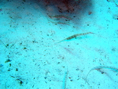 Corythoichthys flavofasciatus