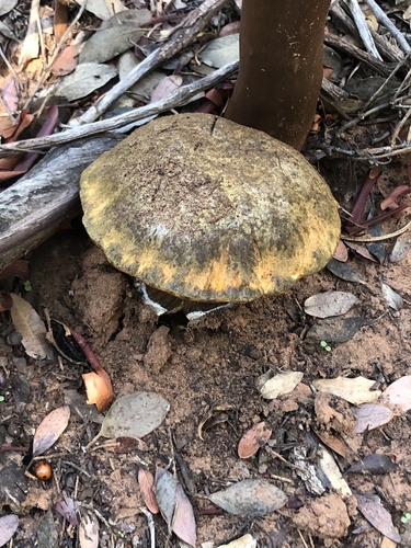 Liver Bolete