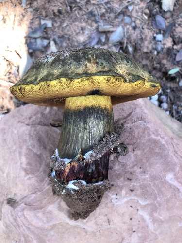 Liver Bolete