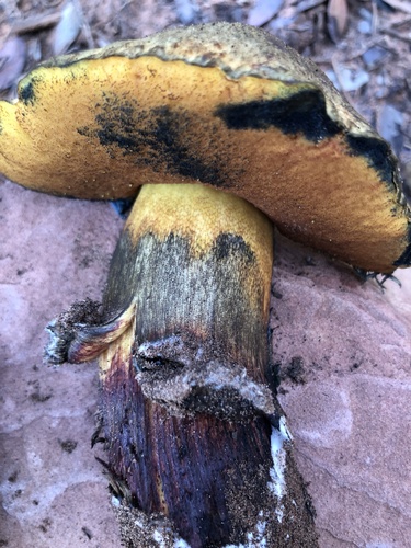 Liver Bolete