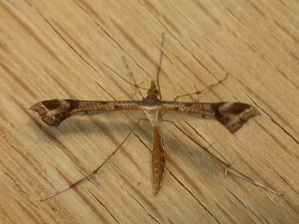 Sinpunctiptilia emissalis