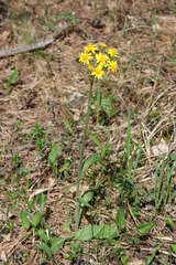 Tephroseris integrifolia