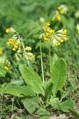 Primula veris macrocalyx