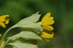 Primula veris macrocalyx