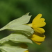 Primula veris macrocalyx - Photo (c) Vadim Prokhorov, μερικά δικαιώματα διατηρούνται (CC BY-NC), uploaded by Vadim Prokhorov
