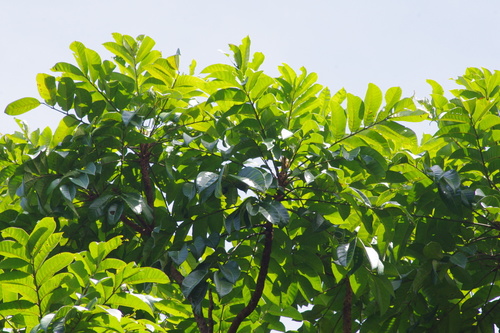 Image of Dracontomelon dao by (c) coenobita, some rights reserved (CC BY)