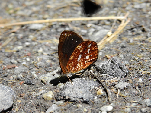 Lymanopoda nadia