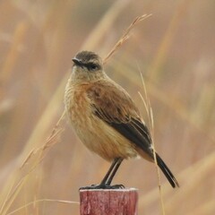 Buff-Streaked Chat photo 5