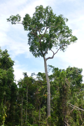 Image of Dracontomelon dao by (c) coenobita, some rights reserved (CC BY)