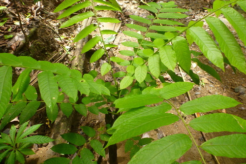 Image of Dracontomelon dao by (c) coenobita, some rights reserved (CC BY)