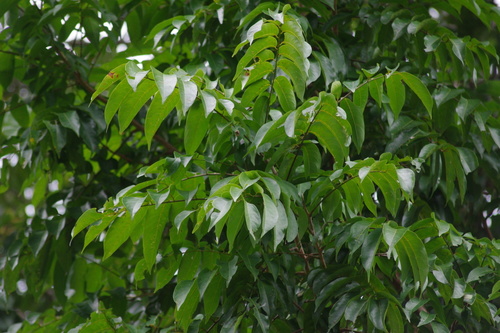 Image of Dracontomelon dao by (c) coenobita, some rights reserved (CC BY)