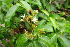 Ichnocarpus frutescens