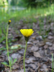 Pilosella lactucella