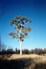 Corymbia aparrerinja