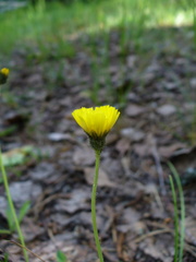 Pilosella lactucella