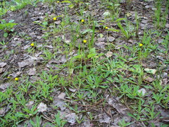 Pilosella lactucella