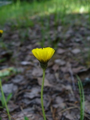 Pilosella lactucella