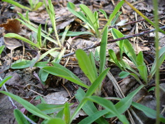 Pilosella lactucella