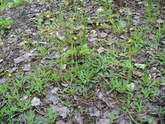 Pilosella lactucella