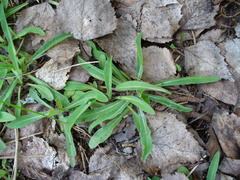 Pilosella lactucella