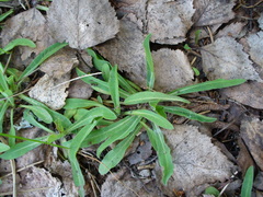 Pilosella lactucella