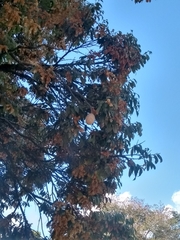 Licania salicifolia