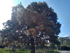 Licania salicifolia