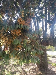 Licania salicifolia