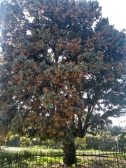 Licania salicifolia