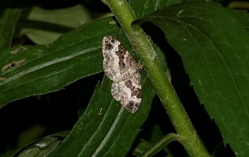 Common Carpet Moth From South Riverdale Toronto ON Canada On August   Large 