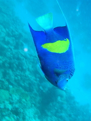 Pomacanthus maculosus