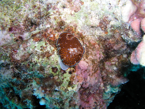 Goniobranchus charlottae