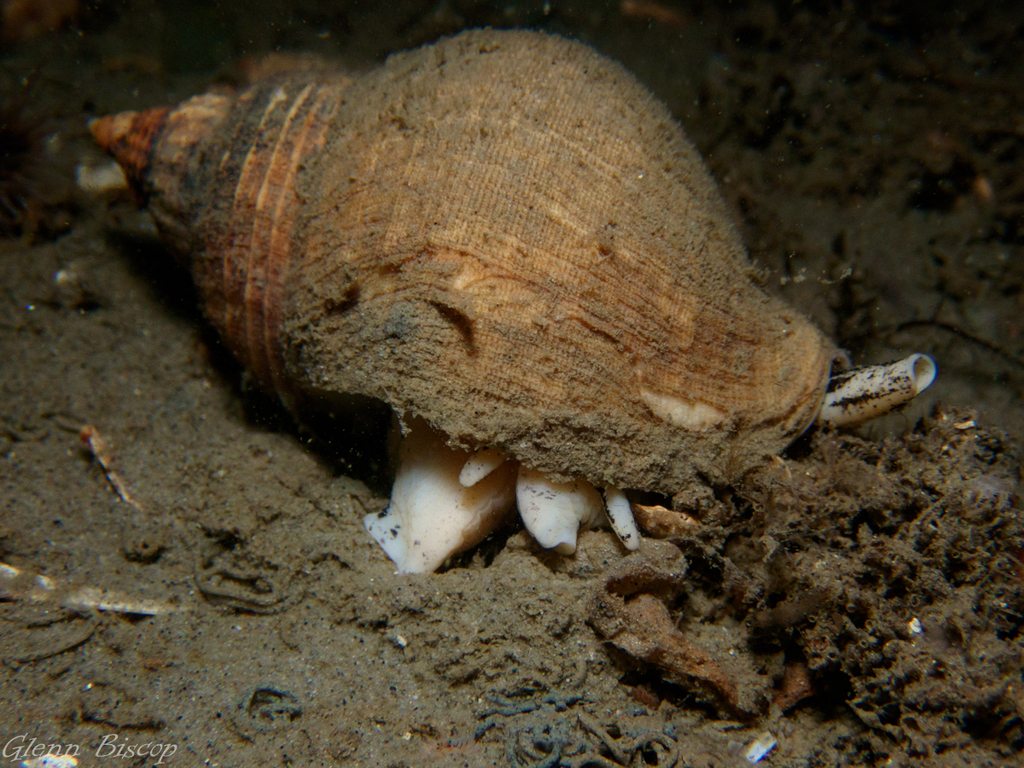 Common Whelk from Zeelandbrug, Zierikzee, Netherlands on August 15 ...