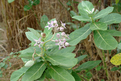 Calotropis gigantea