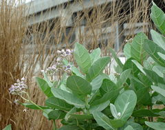 Calotropis gigantea