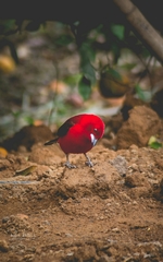 Ramphocelus bresilius