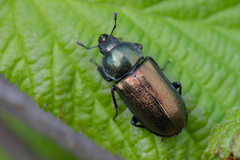Platycerus caraboides