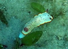 Goniobranchus daphne