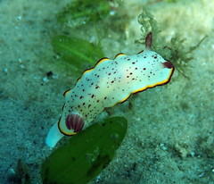 Goniobranchus daphne