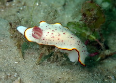 Goniobranchus daphne