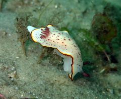 Goniobranchus daphne