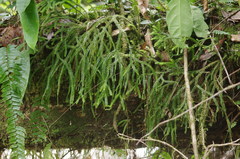 Phlegmariurus phlegmarioides