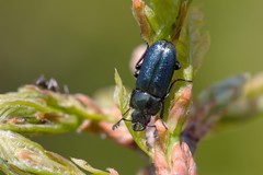 Platycerus caraboides