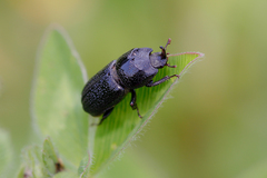Sinodendron cylindricum